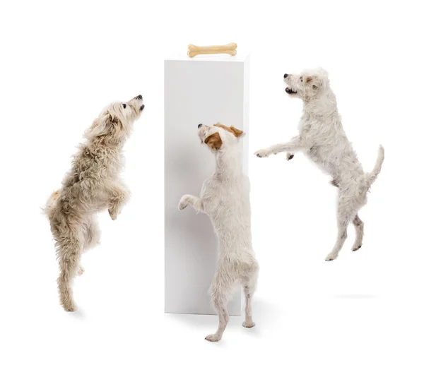 Dogs jumping and looking at a bone on a pedestal against white background — Stock Photo, Image