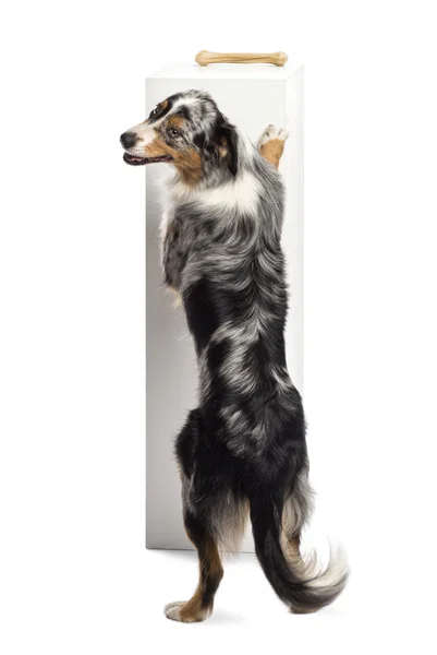 Australian Shepherd standing on hind legs and trying to reach a bone on the top of a pedestal against white background — Stock Photo, Image