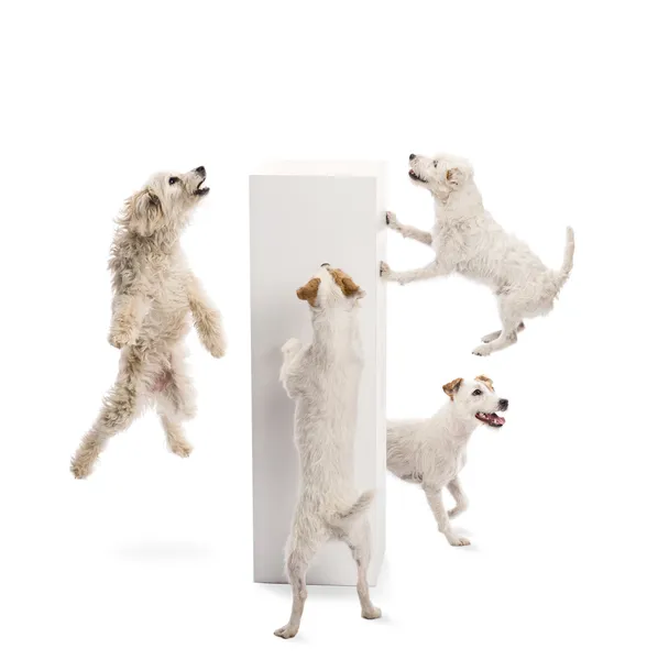 Cães pulando e olhando para o pedestal contra fundo branco — Fotografia de Stock