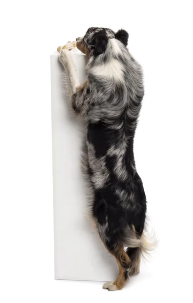 Австралійська вівчарка став на задні лапи і намагається досягти кістки на вершині п'єдестал на білому тлі — стокове фото