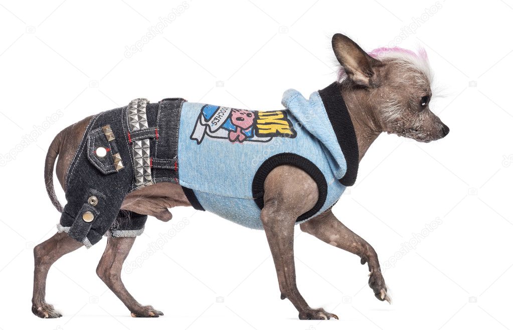 Side view of Chinese Crested Dog, 6 years old, dressed with rock n roll clothes and Mohawk against white background