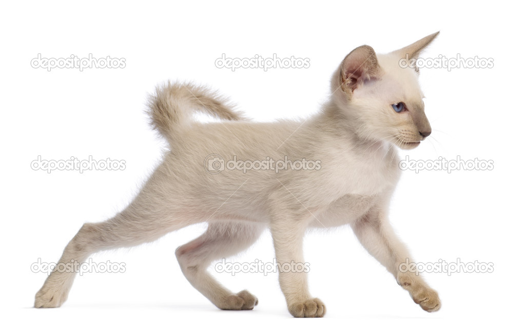 Oriental Shorthair kitten, 9 weeks old, walking against white background