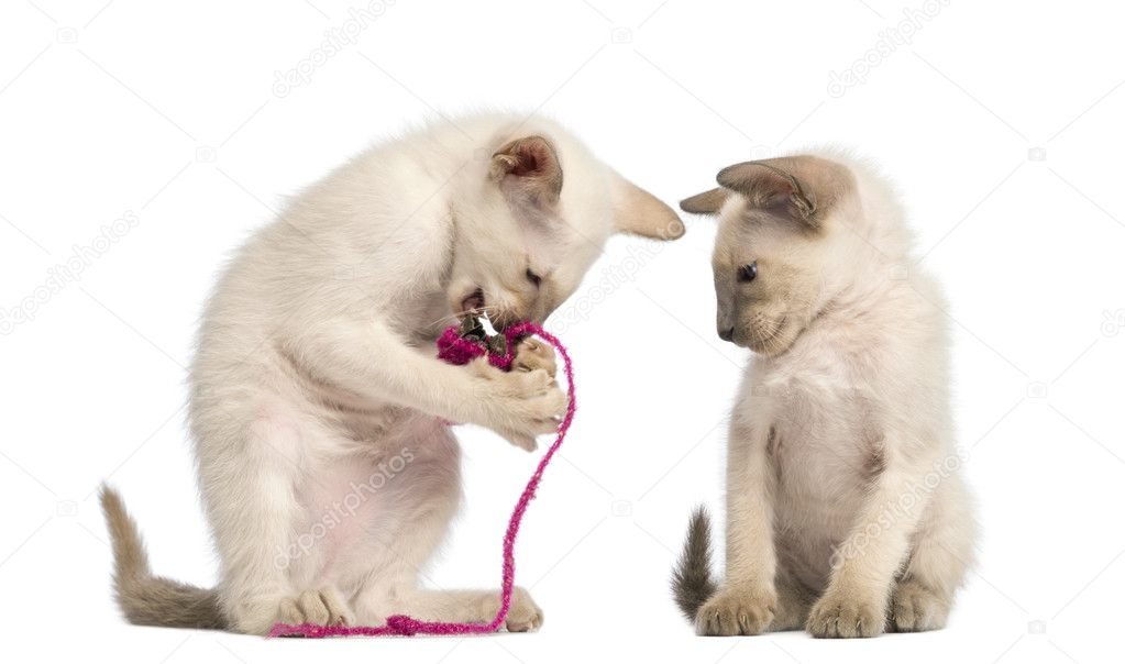 Oriental Shorthair kitten playing with pink string with another watching against white background