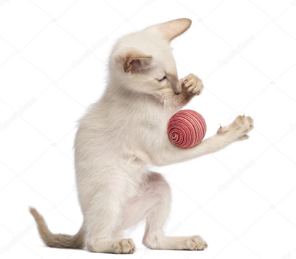 Oriental Shorthair Kitten 9 Weeks Old Playing With Ball Against
