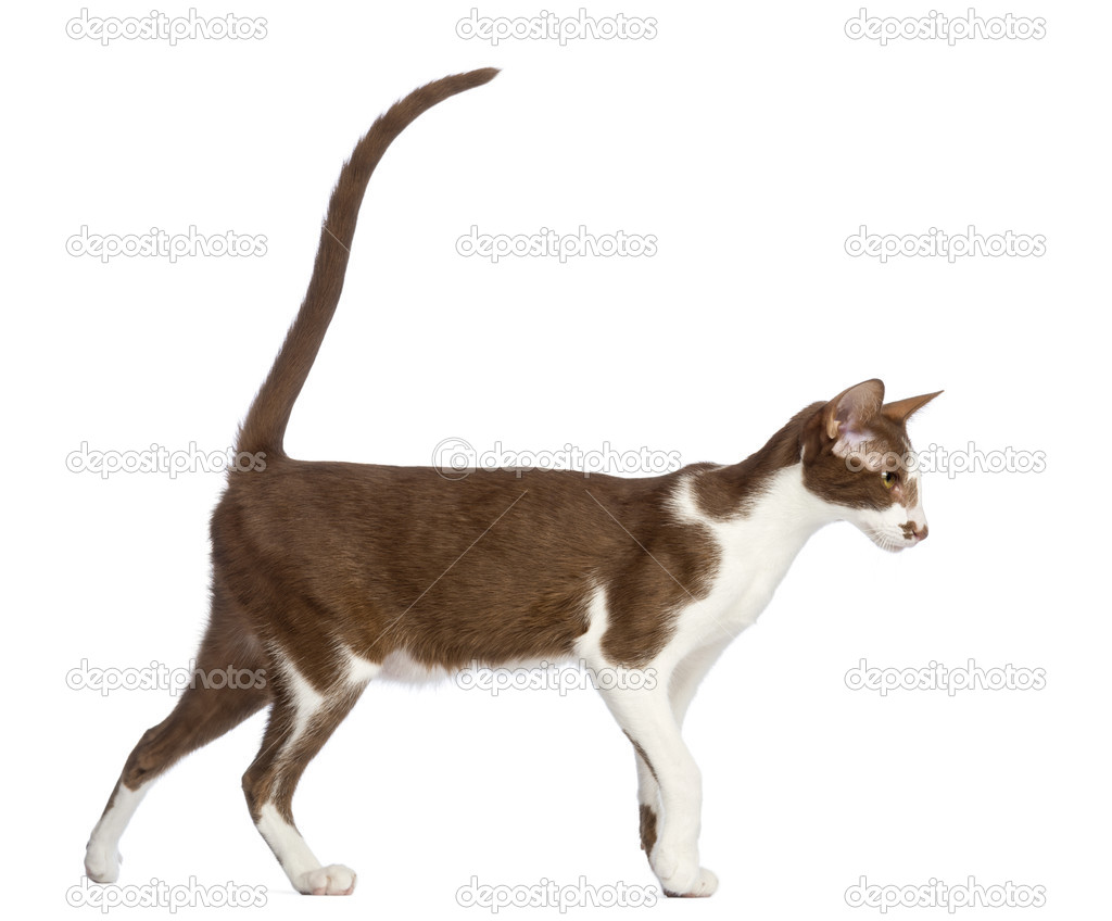 Side view of an Oriental Shorthair walking against white background