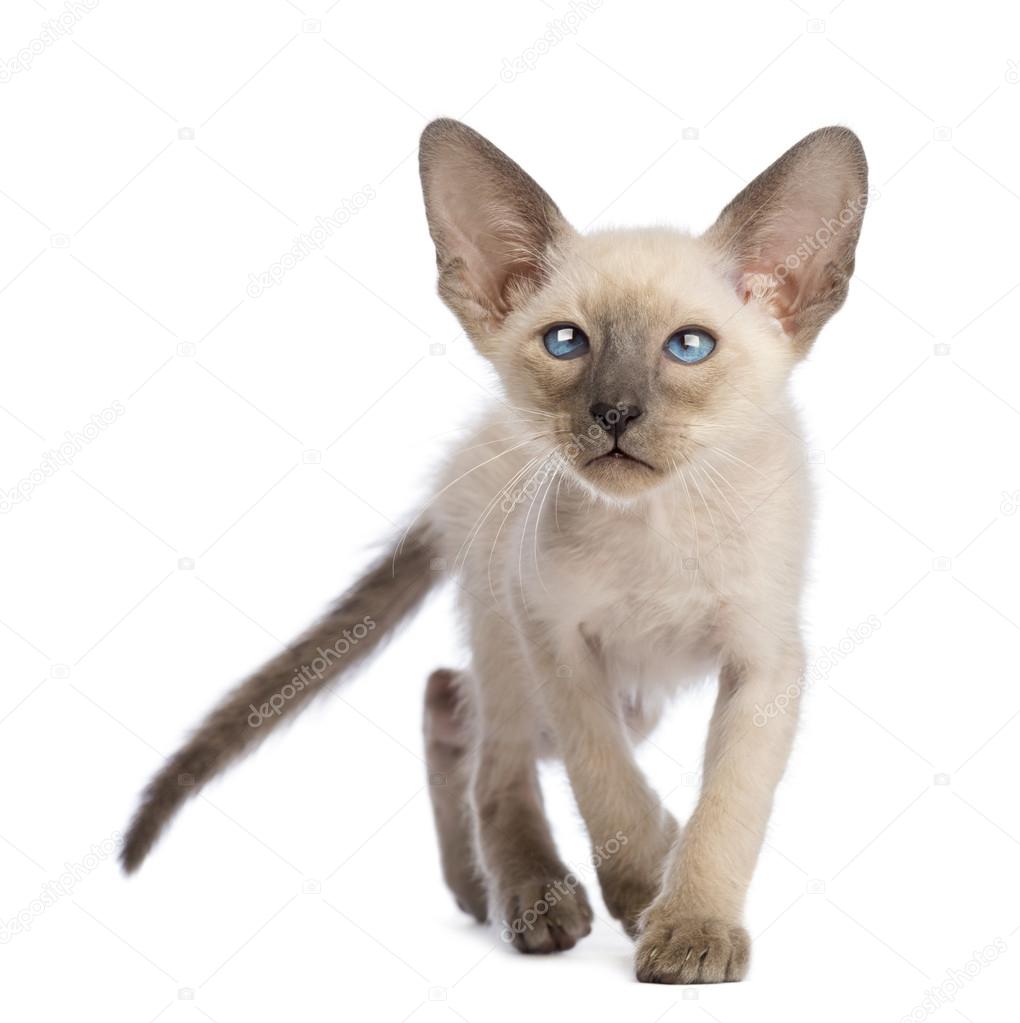 Front view of an Oriental Shorthair kitten walking and looking up against white background