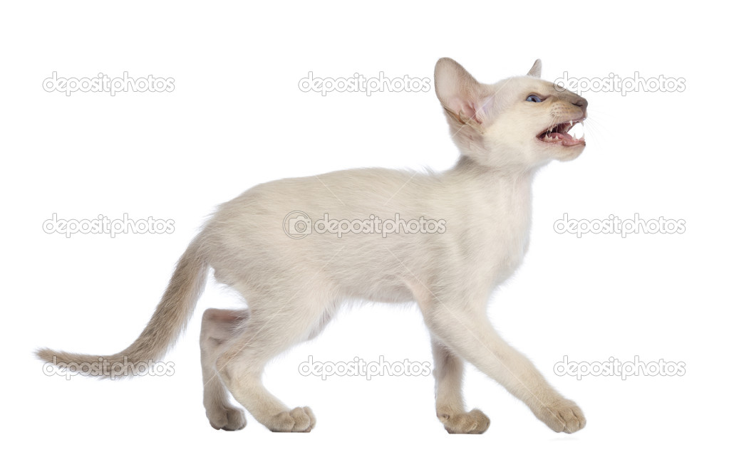 Oriental Shorthair Kitten Walking Looking Up And Meowing Against