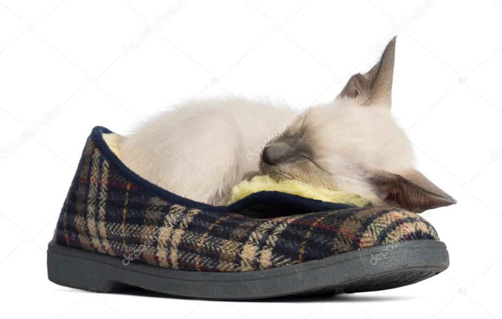 Oriental Shorthair kitten, 9 weeks old, lying and sleeping on pair of slippers against white background