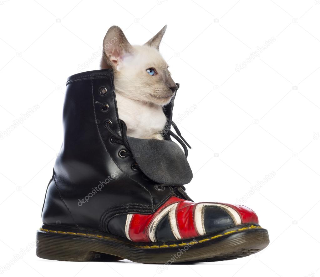Oriental Shorthair kitten sitting in boot with Union Jack against white background