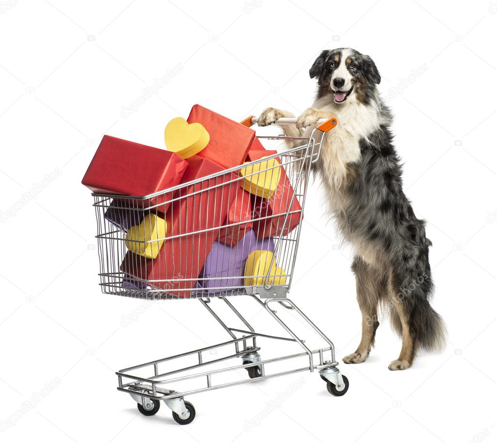Australian Shepherd pushing a shopping cart full of presents against white background