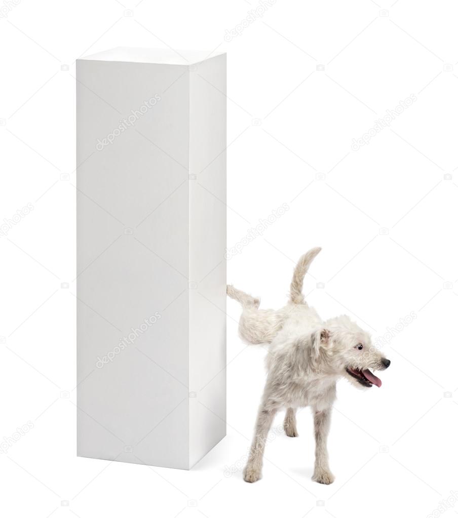Parson Russell terrier urinating on a pedestal against white bac