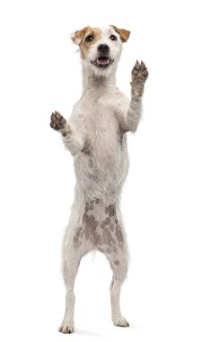 Parson russell terrier beyaz backg karşı arka ayakları üzerinde duran