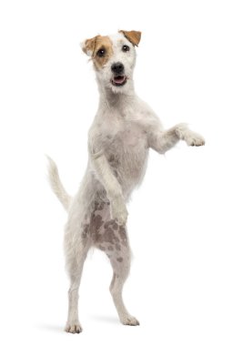 Parson russell terrier beyaz backg karşı arka ayakları üzerinde duran