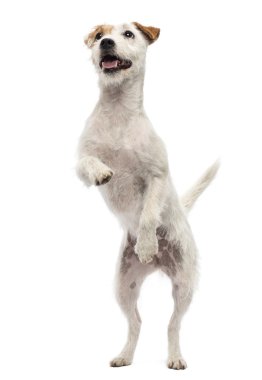 Parson russell terrier beyaz backg karşı arka ayakları üzerinde duran