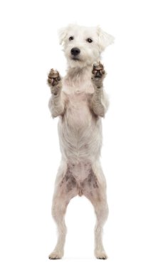 Parson russell terrier beyaz backg karşı arka ayakları üzerinde duran
