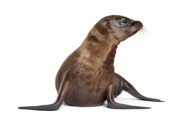 Genç Kaliforniya deniz aslanı, zalophus californianus, beyaz arka planı 3 aylık