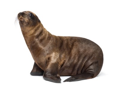 Genç Kaliforniya deniz aslanı, zalophus californianus, beyaz arka planı 3 aylık
