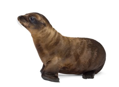 Genç Kaliforniya deniz aslanı, zalophus californianus, seyir, yan görünüm 3 ay karşı eski arka plan beyaz.