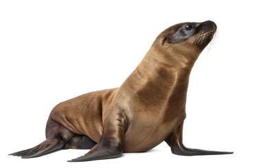 Genç Kaliforniya deniz aslanı, zalophus californianus, beyaz arka planı 3 aylık