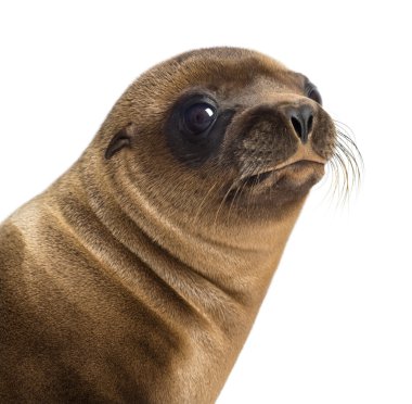 Close-up of a Young California Sea Lion, Zalophus californianus, 3 months old against white background clipart
