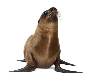 Genç Kaliforniya deniz aslanı, zalophus californianus, beyaz arka planı 3 aylık
