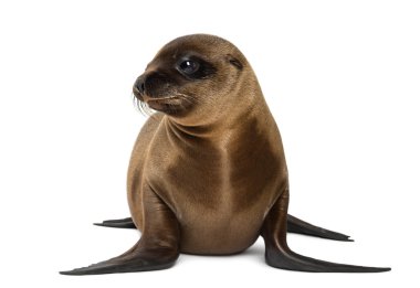 Genç Kaliforniya deniz aslanı, zalophus californianus, beyaz arka planı 3 aylık