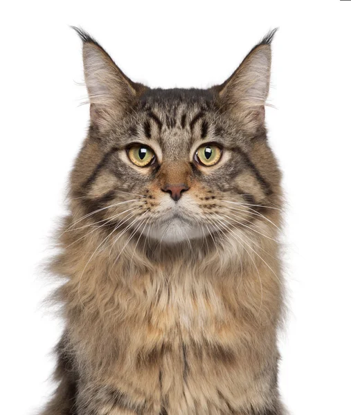 Nahaufnahme einer Maine Coon Katze, 7 Monate alt, vor weißem Hintergrund — Stockfoto