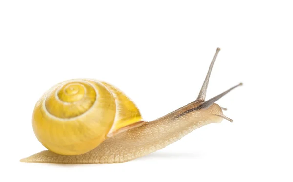 Caracol-do-bosque ou caracol de lábios castanhos sem ligaduras escuras, Cepaea nemoralis, à frente do fundo branco — Fotografia de Stock