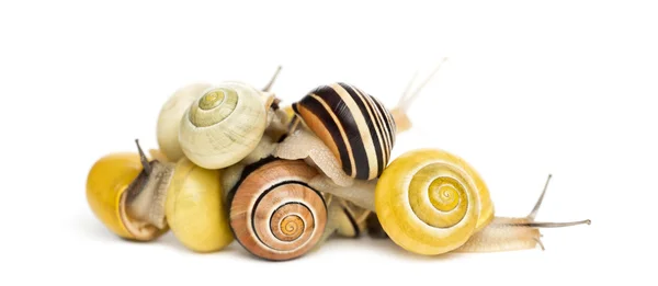 Pile of Grove snails or brown-lipped snails, Cepaea nemoralis, in front of white background — Stock Photo, Image