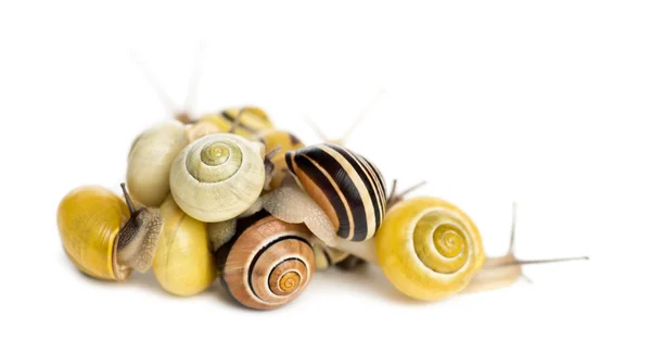 Stapel van grove slakken of bruin-lipped slakken, cepaea nemoralis, voor witte achtergrond — Stockfoto