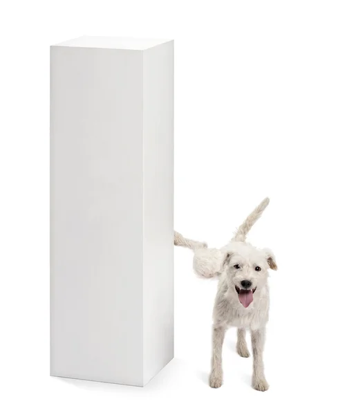 Pastor Russell terrier orinando en un pedestal contra el bac blanco — Foto de Stock