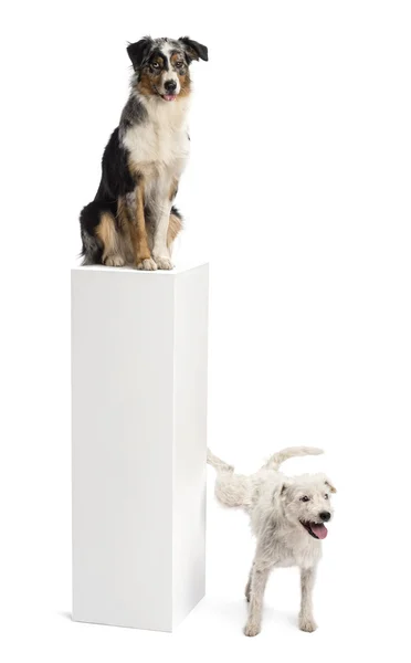 Parson Russell terrier urinating on a pedestal with an Australia — Stock Photo, Image