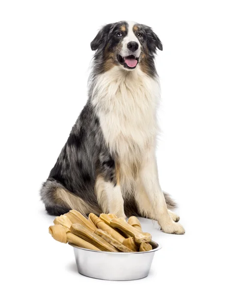 Australian Shepherd sitting with a bowl full bones in front of him against white background — Stock Photo, Image