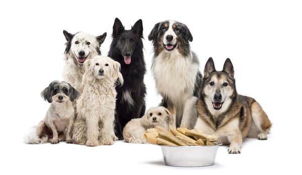 Group of dogs with a bowl full of bones in front of them sitting against white background