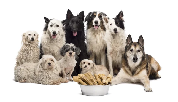 Group of dogs with a bowl full of bones in front of them sitting against white background — Stock Photo, Image