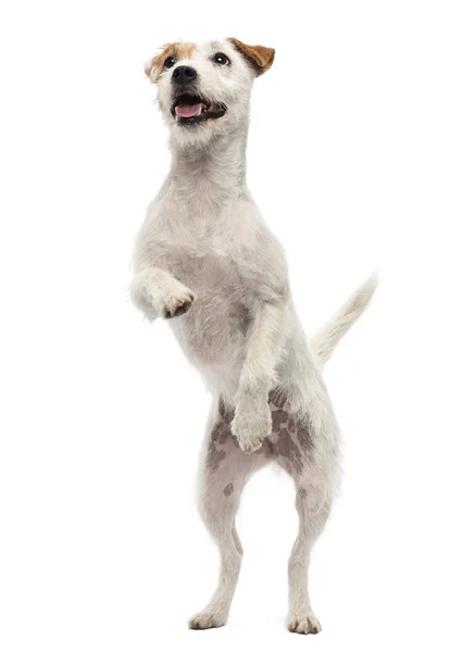 Parson Russell Terrier debout sur les pattes arrière contre le dos blanc — Photo