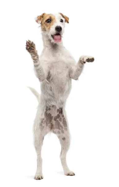 Parson Russell Terrier debout sur les pattes arrière contre le dos blanc — Photo