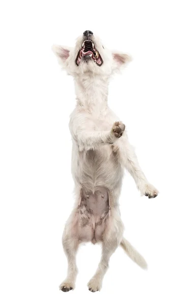 Parson Russell terrier saltando contra fundo branco — Fotografia de Stock