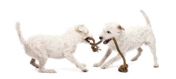 Parson Russell terrieres brincando com uma corda contra fundo branco — Fotografia de Stock