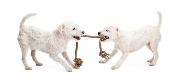 Parson Russell terriers playing with a rope against white background — Stock Photo, Image