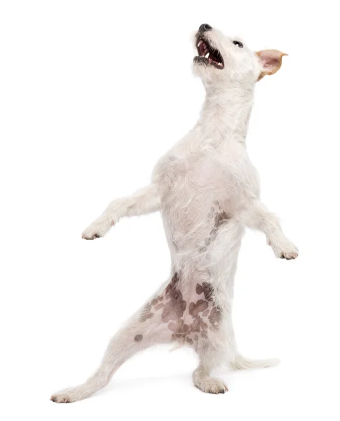 Parson Russell terrier in piedi su zampe posteriori con stile sullo sfondo bianco — Foto Stock