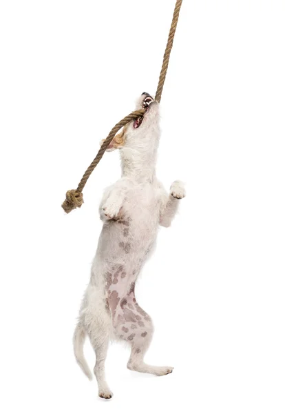 Parson Russell terrier hanging on a rope against white background — Stock Photo, Image