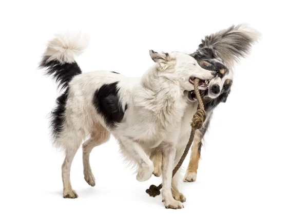 Fronteira Collie e pastor australiano brincando com uma corda contra fundo branco — Fotografia de Stock