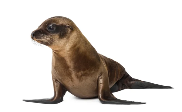 Jovem Leão do Mar da Califórnia, Zalophus californianus, 3 meses de idade contra fundo branco — Fotografia de Stock