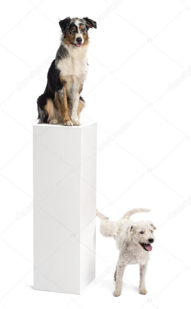 Parson Russell terrier urinating on a pedestal with an Australia