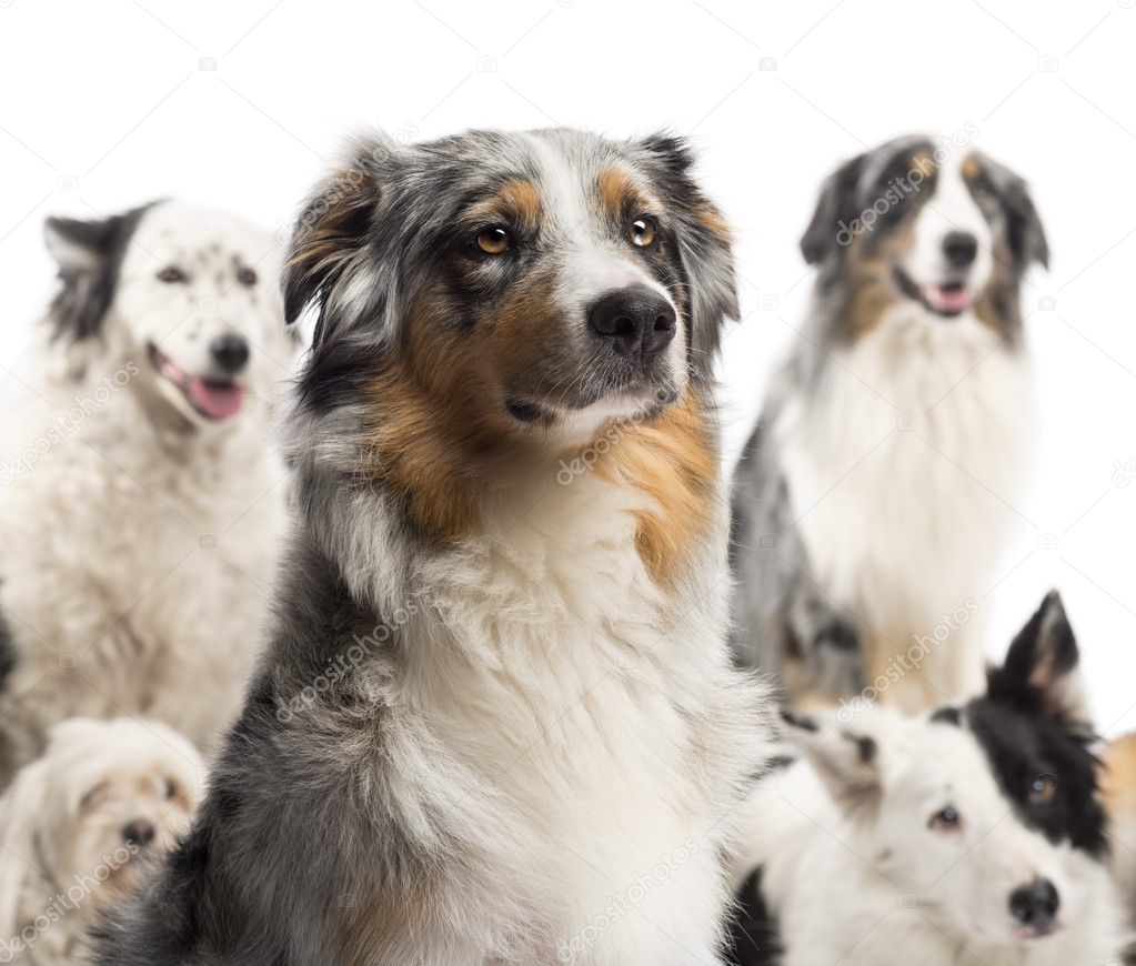 australian shepherd puppy 4 months australian shepherd stock photos royalty free australian shepherd australian shepherd puppy 4 months australian shepherd stock photos royalty free australian shepherd