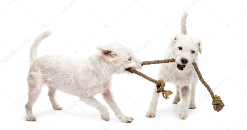 Parson Russell terriers playing with a rope against white background