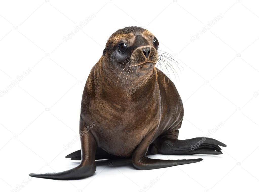 white sea lion