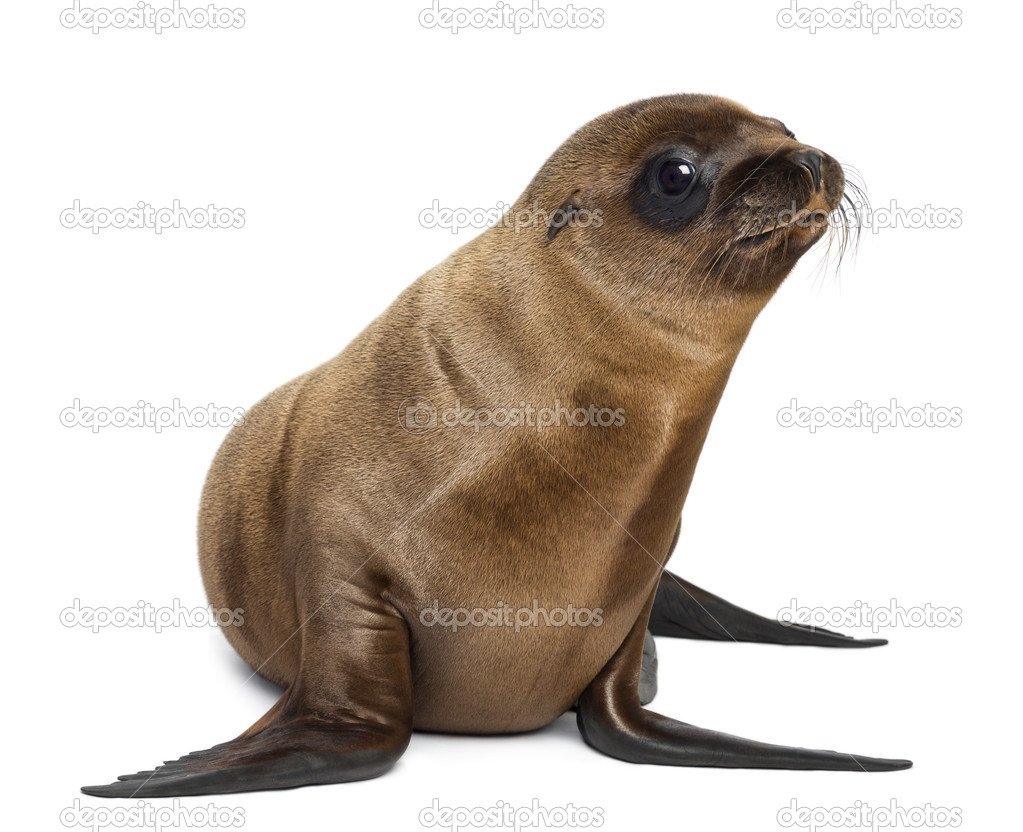 Young California Sea Lion, Zalophus californianus, looking away, 3 months old against white background