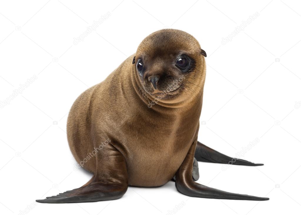 Young California Sea Lion, Zalophus californianus, smiling and looking away, 3 months old against white background